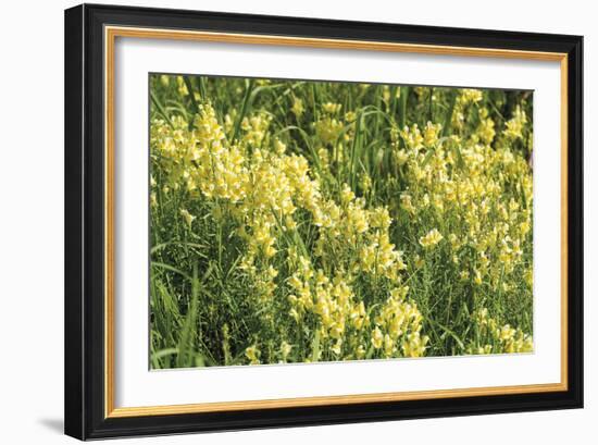 Wildflower Wonder-Mike Toy-Framed Giclee Print