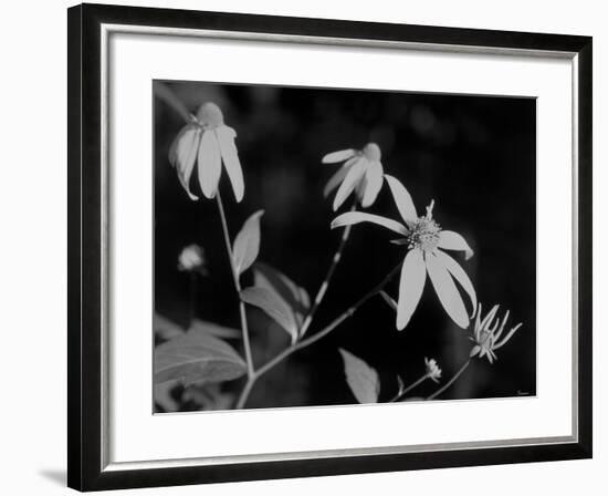 Wildflowers 10-Gordon Semmens-Framed Photographic Print