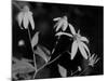 Wildflowers 10-Gordon Semmens-Mounted Photographic Print