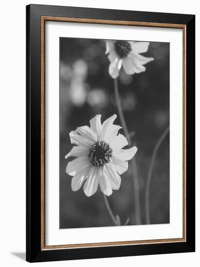 Wildflowers 11-Gordon Semmens-Framed Photographic Print