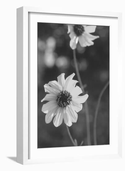 Wildflowers 11-Gordon Semmens-Framed Photographic Print