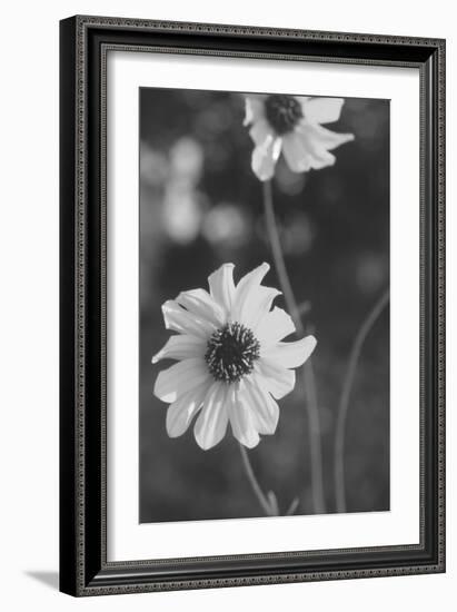 Wildflowers 11-Gordon Semmens-Framed Photographic Print