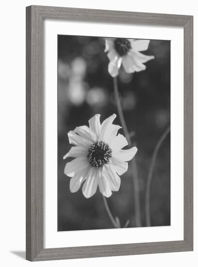 Wildflowers 11-Gordon Semmens-Framed Photographic Print