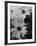 Wildflowers 1-Gordon Semmens-Framed Photographic Print
