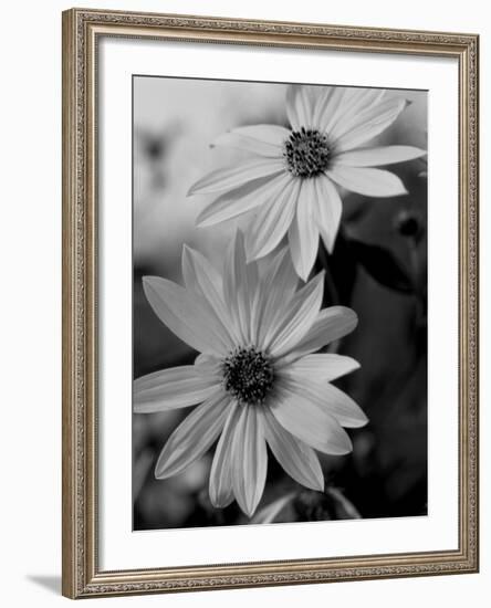 Wildflowers 1-Gordon Semmens-Framed Photographic Print