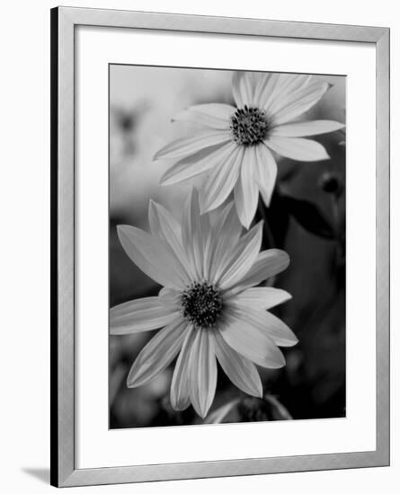 Wildflowers 1-Gordon Semmens-Framed Photographic Print