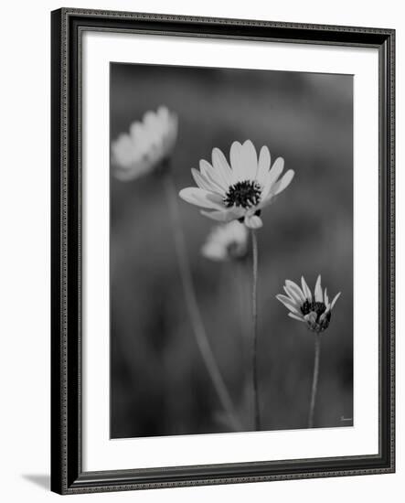 Wildflowers 8-Gordon Semmens-Framed Photographic Print