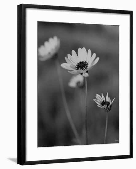 Wildflowers 8-Gordon Semmens-Framed Photographic Print