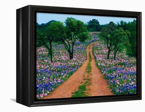 Wildflowers Along a Dirt Road-Cindy Kassab-Framed Premier Image Canvas