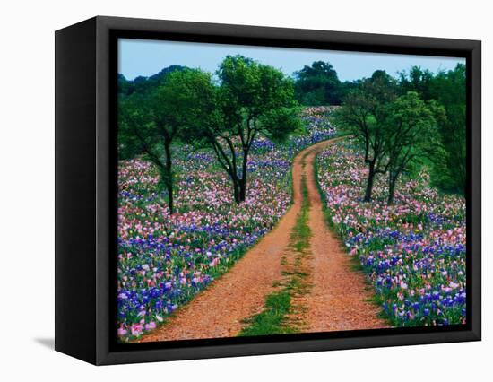 Wildflowers Along a Dirt Road-Cindy Kassab-Framed Premier Image Canvas