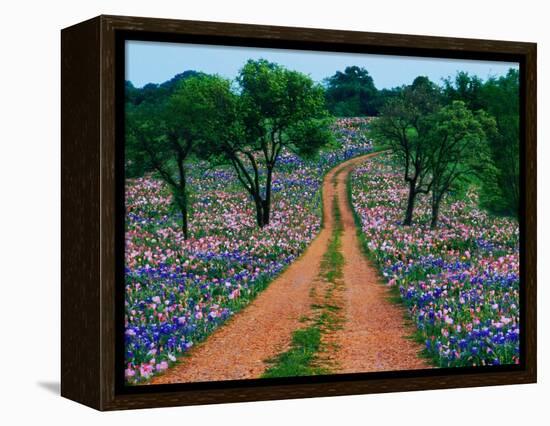 Wildflowers Along a Dirt Road-Cindy Kassab-Framed Premier Image Canvas