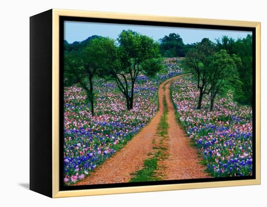 Wildflowers Along a Dirt Road-Cindy Kassab-Framed Premier Image Canvas