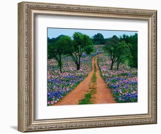 Wildflowers Along a Dirt Road-Cindy Kassab-Framed Photographic Print