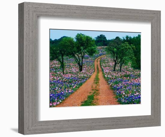 Wildflowers Along a Dirt Road-Cindy Kassab-Framed Photographic Print