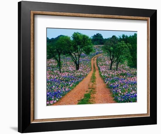 Wildflowers Along a Dirt Road-Cindy Kassab-Framed Photographic Print