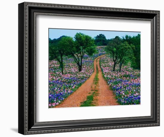 Wildflowers Along a Dirt Road-Cindy Kassab-Framed Photographic Print