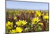 Wildflowers along Costa Vicentina, Algarve, Portugal-Martin Zwick-Mounted Photographic Print
