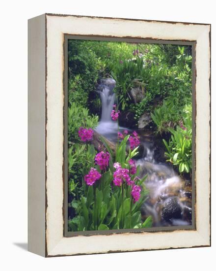 Wildflowers Along Flowing Stream in an Alpine Meadow, Rocky Mountains, Colorado, USA-Christopher Talbot Frank-Framed Premier Image Canvas