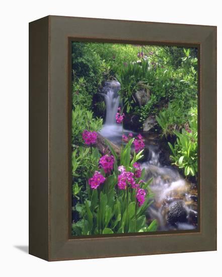 Wildflowers Along Flowing Stream in an Alpine Meadow, Rocky Mountains, Colorado, USA-Christopher Talbot Frank-Framed Premier Image Canvas