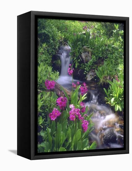 Wildflowers Along Flowing Stream in an Alpine Meadow, Rocky Mountains, Colorado, USA-Christopher Talbot Frank-Framed Premier Image Canvas