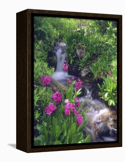 Wildflowers Along Flowing Stream in an Alpine Meadow, Rocky Mountains, Colorado, USA-Christopher Talbot Frank-Framed Premier Image Canvas