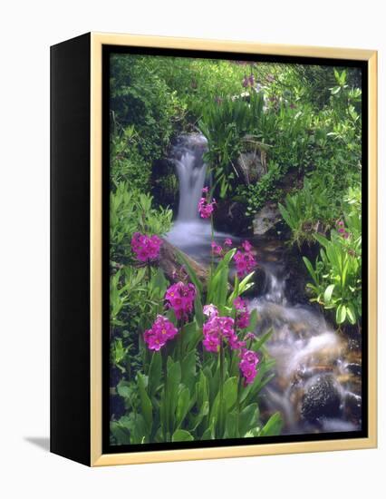 Wildflowers Along Flowing Stream in an Alpine Meadow, Rocky Mountains, Colorado, USA-Christopher Talbot Frank-Framed Premier Image Canvas