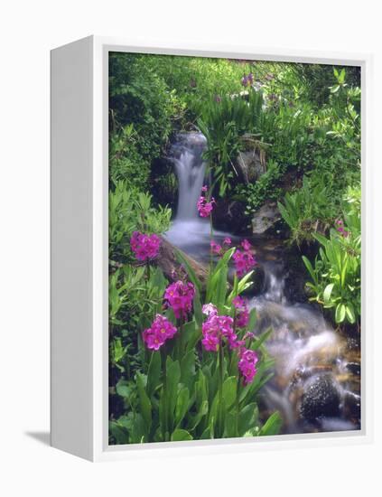 Wildflowers Along Flowing Stream in an Alpine Meadow, Rocky Mountains, Colorado, USA-Christopher Talbot Frank-Framed Premier Image Canvas