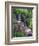 Wildflowers Along Flowing Stream in an Alpine Meadow, Rocky Mountains, Colorado, USA-Christopher Talbot Frank-Framed Photographic Print