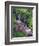 Wildflowers Along Flowing Stream in an Alpine Meadow, Rocky Mountains, Colorado, USA-Christopher Talbot Frank-Framed Photographic Print