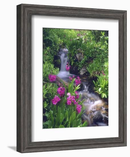 Wildflowers Along Flowing Stream in an Alpine Meadow, Rocky Mountains, Colorado, USA-Christopher Talbot Frank-Framed Photographic Print