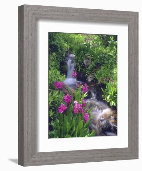 Wildflowers Along Flowing Stream in an Alpine Meadow, Rocky Mountains, Colorado, USA-Christopher Talbot Frank-Framed Photographic Print