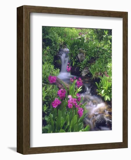 Wildflowers Along Flowing Stream in an Alpine Meadow, Rocky Mountains, Colorado, USA-Christopher Talbot Frank-Framed Photographic Print