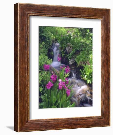 Wildflowers Along Flowing Stream in an Alpine Meadow, Rocky Mountains, Colorado, USA-Christopher Talbot Frank-Framed Photographic Print