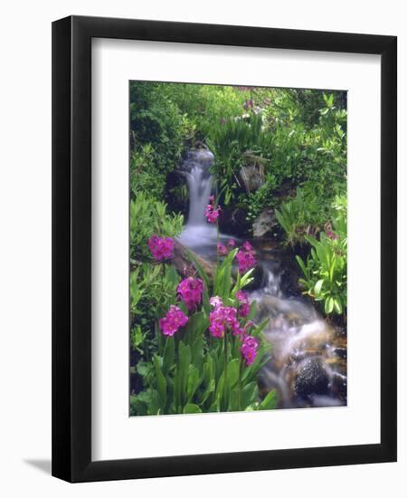 Wildflowers Along Flowing Stream in an Alpine Meadow, Rocky Mountains, Colorado, USA-Christopher Talbot Frank-Framed Photographic Print