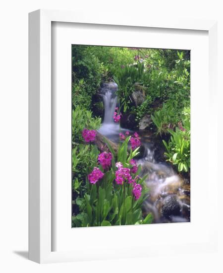 Wildflowers Along Flowing Stream in an Alpine Meadow, Rocky Mountains, Colorado, USA-Christopher Talbot Frank-Framed Photographic Print