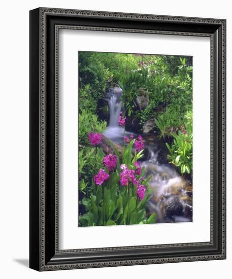 Wildflowers Along Flowing Stream in an Alpine Meadow, Rocky Mountains, Colorado, USA-Christopher Talbot Frank-Framed Photographic Print