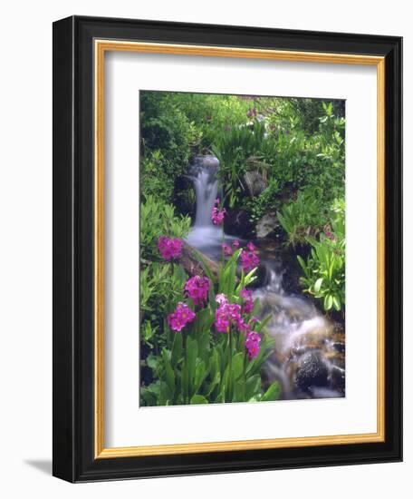 Wildflowers Along Flowing Stream in an Alpine Meadow, Rocky Mountains, Colorado, USA-Christopher Talbot Frank-Framed Photographic Print