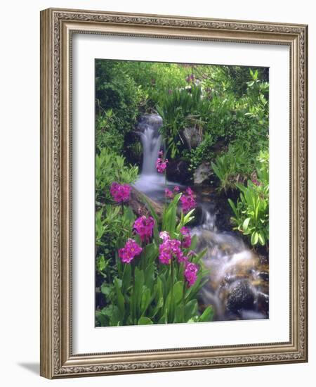 Wildflowers Along Flowing Stream in an Alpine Meadow, Rocky Mountains, Colorado, USA-Christopher Talbot Frank-Framed Photographic Print