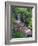 Wildflowers Along Flowing Stream in an Alpine Meadow, Rocky Mountains, Colorado, USA-Christopher Talbot Frank-Framed Photographic Print