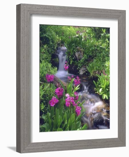 Wildflowers Along Flowing Stream in an Alpine Meadow, Rocky Mountains, Colorado, USA-Christopher Talbot Frank-Framed Photographic Print