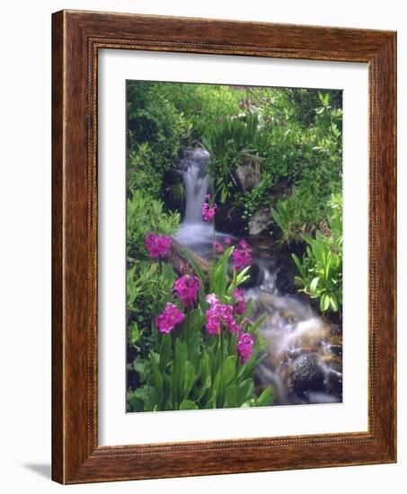 Wildflowers Along Flowing Stream in an Alpine Meadow, Rocky Mountains, Colorado, USA-Christopher Talbot Frank-Framed Photographic Print