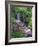 Wildflowers Along Flowing Stream in an Alpine Meadow, Rocky Mountains, Colorado, USA-Christopher Talbot Frank-Framed Photographic Print