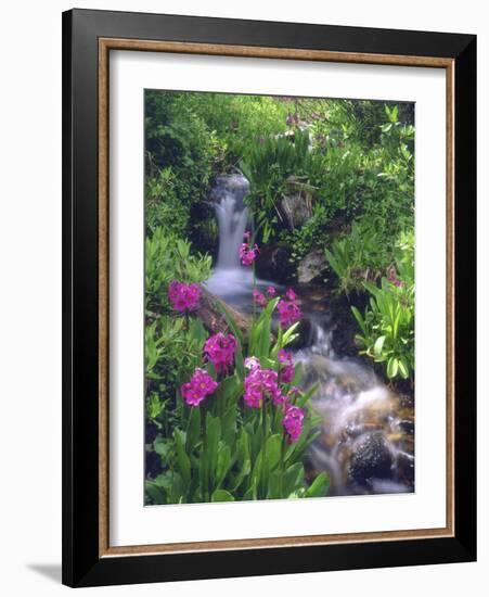 Wildflowers Along Flowing Stream in an Alpine Meadow, Rocky Mountains, Colorado, USA-Christopher Talbot Frank-Framed Photographic Print