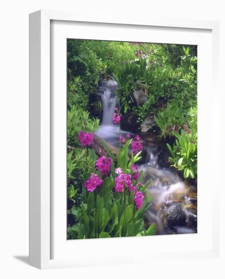 Wildflowers Along Flowing Stream in an Alpine Meadow, Rocky Mountains, Colorado, USA-Christopher Talbot Frank-Framed Photographic Print