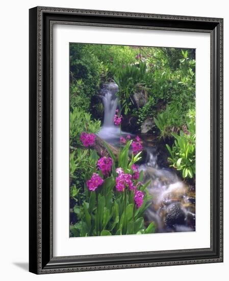 Wildflowers Along Flowing Stream in an Alpine Meadow, Rocky Mountains, Colorado, USA-Christopher Talbot Frank-Framed Photographic Print