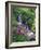 Wildflowers Along Flowing Stream in an Alpine Meadow, Rocky Mountains, Colorado, USA-Christopher Talbot Frank-Framed Photographic Print