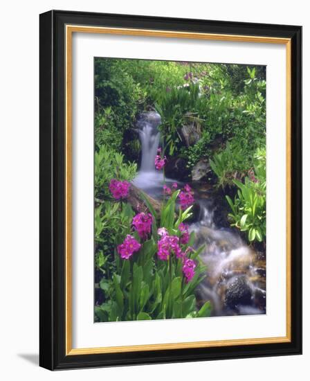 Wildflowers Along Flowing Stream in an Alpine Meadow, Rocky Mountains, Colorado, USA-Christopher Talbot Frank-Framed Photographic Print