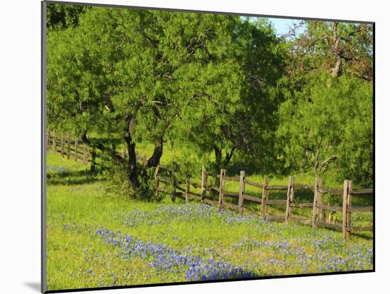 Wildflowers along Highway 29 between Llano and Buchanan Dam, Texas Hill Country-Sylvia Gulin-Mounted Photographic Print