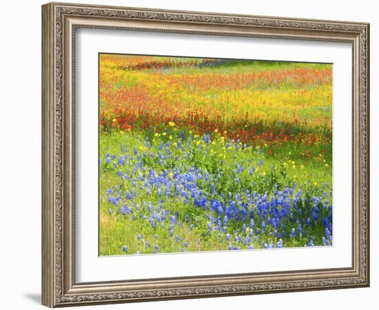 Wildflowers along Highway 29 between Llano and Buchanan Dam, Texas Hill Country-Sylvia Gulin-Framed Photographic Print