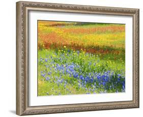 Wildflowers along Highway 29 between Llano and Buchanan Dam, Texas Hill Country-Sylvia Gulin-Framed Photographic Print
